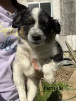 Princess , a female Australian Cattle Dog and Miniature Australian Shepherd for sale in Tomah, WI – 1 of 2