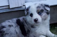 Boone, a male Australian Shepherd for sale in Kendall, WI – 2 of 3