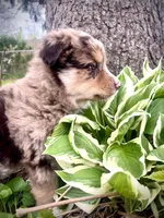 Brownie, a male Australian Shepherd for sale in Tomah, WI – 2 of 3