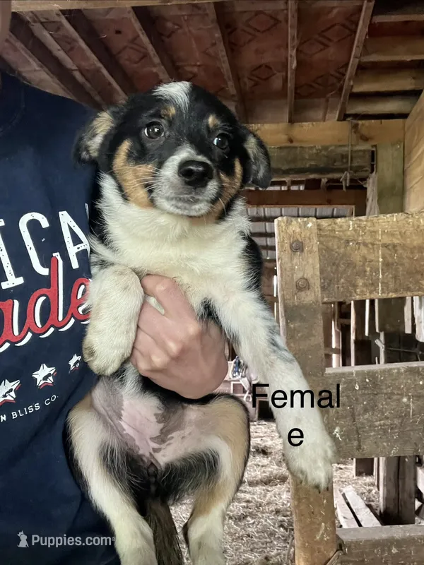 Ruby  – Australian Cattle Dog, Toy Australian Shepherd puppy for sale in Tomah, WI
