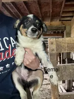 Ruby , a female Australian Cattle Dog and Toy Australian Shepherd for sale in Tomah, WI – 1 of 1