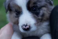 Hazel, a female Australian Shepherd for sale in Kendall, WI – 2 of 3