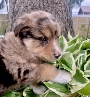 Brownie, a male Australian Shepherd for sale in Tomah, WI – 3 of 3