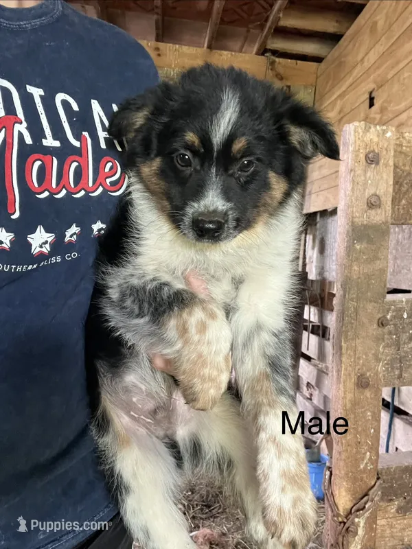 Chevy – Australian Cattle Dog, Toy Australian Shepherd puppy for sale in Tomah, WI