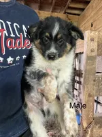 Chevy, a male Australian Cattle Dog and Toy Australian Shepherd for sale in Tomah, WI – 1 of 1