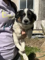 Princess , a female Australian Cattle Dog and Miniature Australian Shepherd for sale in Tomah, WI – 2 of 2