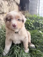 Reese, a male Australian Shepherd for sale in Tomah, WI – 1 of 4