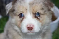 Maisie, a female Australian Shepherd for sale in Kendall, WI – 1 of 1