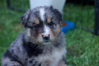 Aspen, a male Australian Shepherd for sale in Kendall, WI – 1 of 4