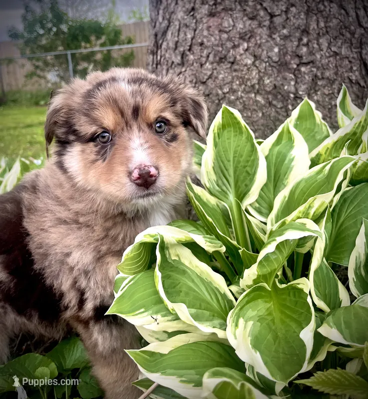 Brownie – Australian Shepherd puppy for sale in Tomah, WI