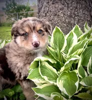 Brownie, a male Australian Shepherd for sale in Tomah, WI – 1 of 3