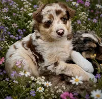 Timber, a male Australian Shepherd for sale in Tomah, WI – 1 of 5