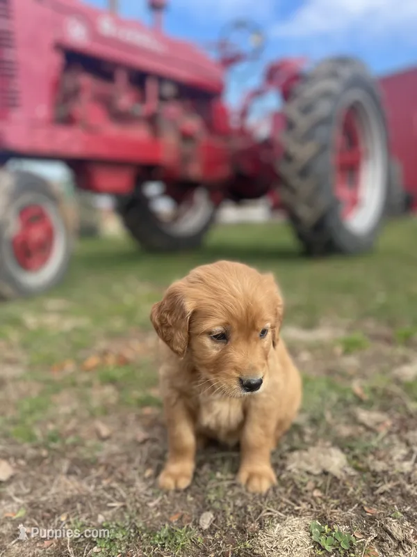 Sasha , a female Golden Retriever for sale in Tomah, WI – 1 of 2