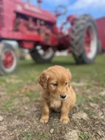 Sasha , a female Golden Retriever for sale in Tomah, WI – 1 of 2