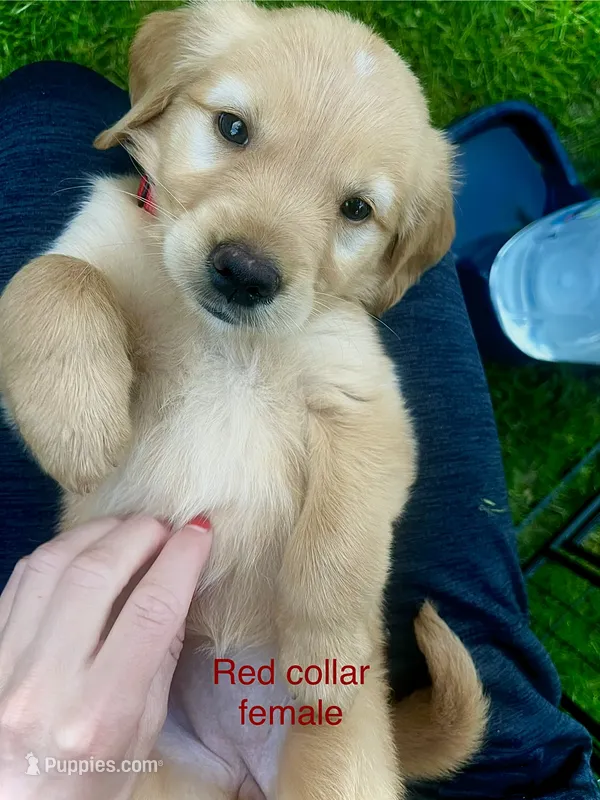 Sage  – Golden Retriever puppy for sale in Tomah, WI