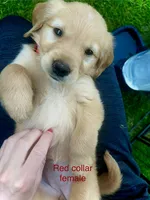 Sage , a female Golden Retriever for sale in Tomah, WI – 1 of 1