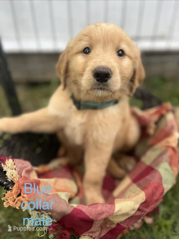 Beau  – Golden Retriever puppy for sale in Tomah, WI