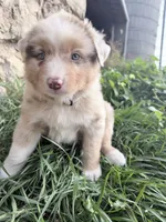 Reese, a male Australian Shepherd for sale in Tomah, WI – 4 of 4