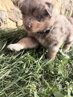 Hershey , a male Australian Shepherd for sale in Tomah, WI – 3 of 4