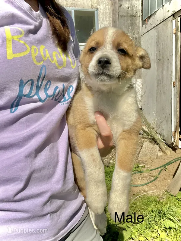 Bandit – Australian Cattle Dog, Miniature Australian Shepherd puppy for sale in Tomah, WI