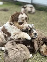 Timber, a male Australian Shepherd for sale in Tomah, WI – 3 of 5