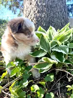 Bruno , a male Australian Shepherd for sale in Tomah, WI – 2 of 3