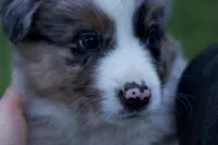 Hazel, a female Australian Shepherd for sale in Kendall, WI – 3 of 3