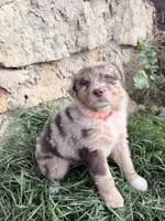 Twixie, a female Australian Shepherd for sale in Tomah, WI – 5 of 6