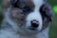 Hazel, a female Australian Shepherd for sale in Kendall, WI – 1 of 3