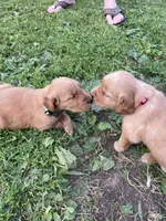 Sasha , a female Golden Retriever for sale in Tomah, WI – 2 of 2