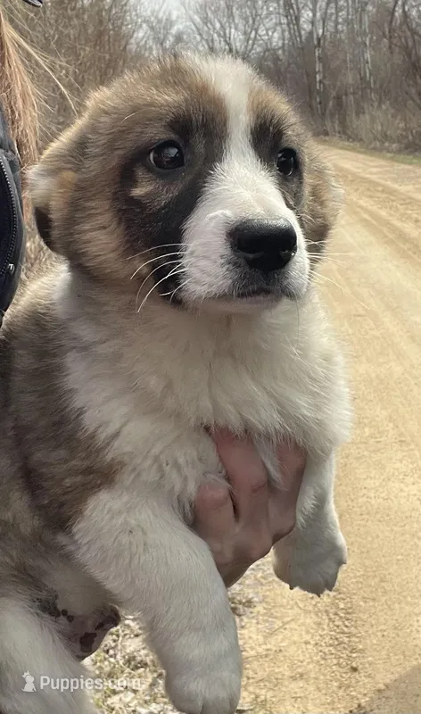 Harlow  – American Eskimo, Pembroke Welsh Corgi puppy for sale in Kendall, WI