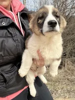 Harlow , a female American Eskimo and Pembroke Welsh Corgi for sale in Kendall, WI – Photo 3 of 3