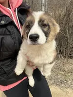 Harlow , a female American Eskimo and Pembroke Welsh Corgi for sale in Kendall, WI – Photo 2 of 3
