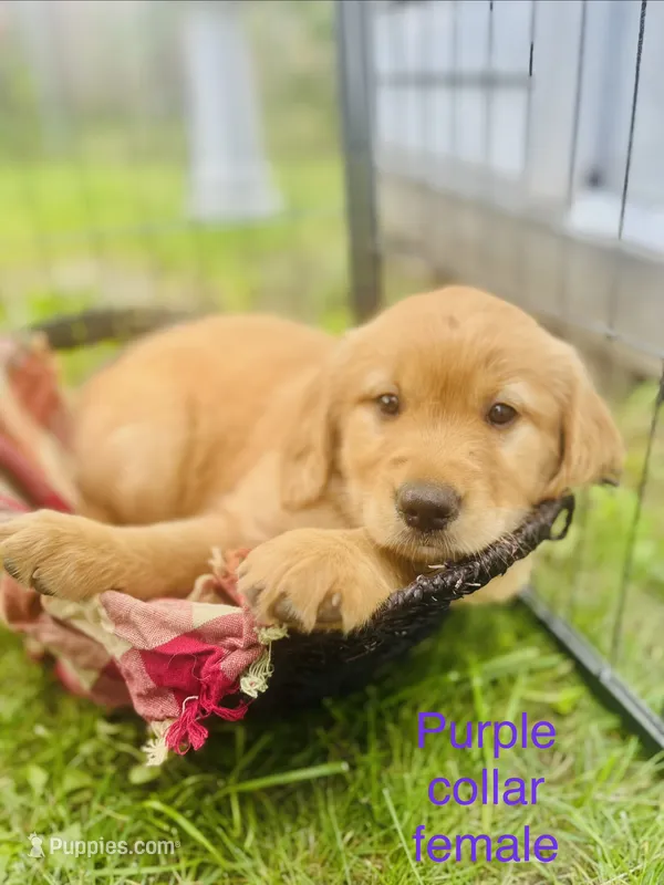 Violet – Golden Retriever puppy for sale in Tomah, WI