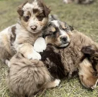 Timber, a male Australian Shepherd for sale in Tomah, WI – 4 of 5