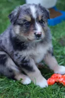 Aspen, a male Australian Shepherd for sale in Kendall, WI – 4 of 4