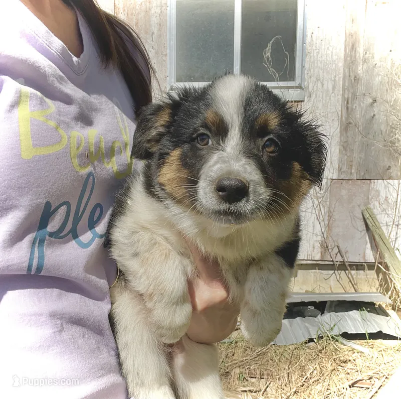Hank  – Australian Cattle Dog, Australian Shepherd puppy for sale in Tomah, WI