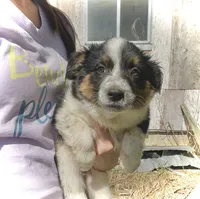 Hank , a male Australian Cattle Dog and Australian Shepherd for sale in Tomah, WI – 1 of 1