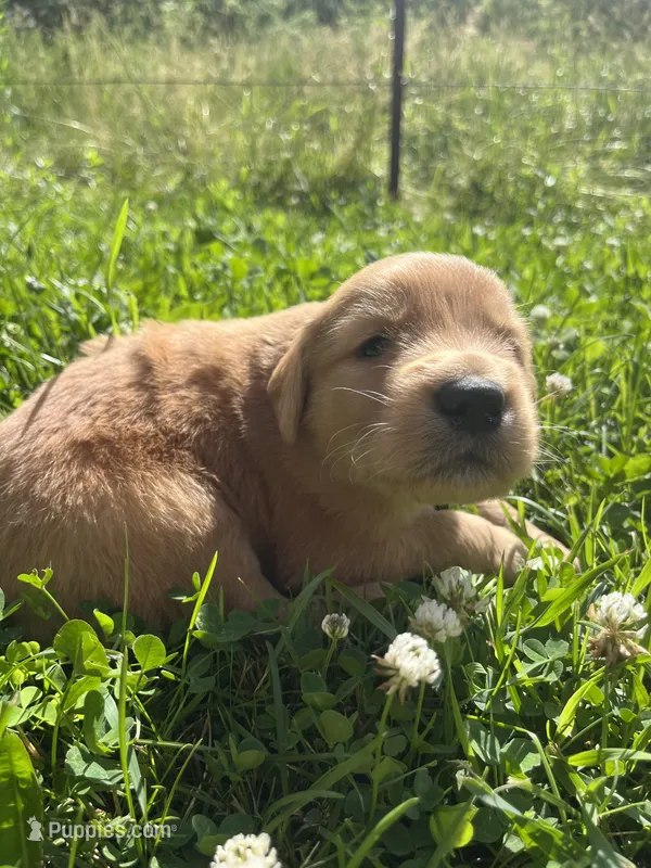 Beau  – Golden Retriever puppy for sale in Tomah, WI