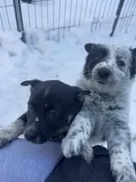 Milo, a male Australian Cattle Dog and Golden Retriever for sale in Kendall, WI – Photo 2 of 4