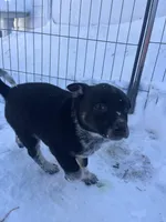Milo, a male Australian Cattle Dog and Golden Retriever for sale in Kendall, WI – Photo 3 of 4