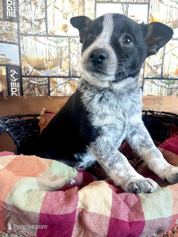 Skylar , a female Australian Cattle Dog and Golden Retriever for sale in Kendall, WI – Photo 1 of 3