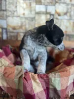 Skylar , a female Australian Cattle Dog and Golden Retriever for sale in Kendall, WI – Photo 2 of 3
