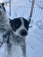 Skylar , a female Australian Cattle Dog and Golden Retriever for sale in Kendall, WI – Photo 3 of 3