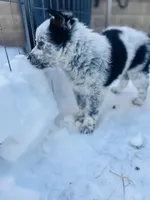 Roxy , a female Australian Cattle Dog and Golden Retriever for sale in Kendall, WI – Photo 6 of 7