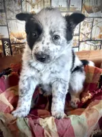 Roxy , a female Australian Cattle Dog and Golden Retriever for sale in Kendall, WI – Photo 1 of 7