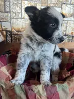 Roxy , a female Australian Cattle Dog and Golden Retriever for sale in Kendall, WI – Photo 7 of 7
