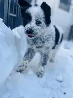 Roxy , a female Australian Cattle Dog and Golden Retriever for sale in Kendall, WI – Photo 4 of 7