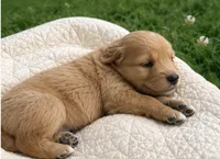 Beau , a male Golden Retriever for sale in Tomah, WI – 1 of 1