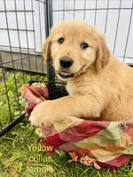 Daisy , a female Golden Retriever for sale in Tomah, WI – 1 of 1